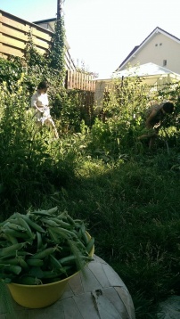 Alternative la cultură și agricultură