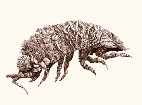 OTTILIA PFEIL // BIOMES(S). UNITATE ÎN DIVERSITATE