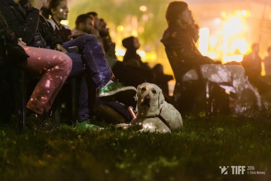 Cum va fi organizat TIFF 2020: proiecții exclusiv în aer liber, în peste 10 locații din Cluj