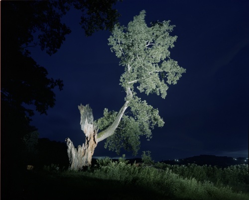 Galeria Posibilă prezintă: Arbori Bătrâni - Florin Ghenade