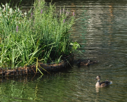 Râul Dâmbovița devine un barometru viu al orașului: date în timp real despre apă, aer și biodiversitate